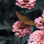 Creating A Sustainable Garden