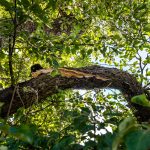 Property Tips For Tackling Troublesome Tree Branches