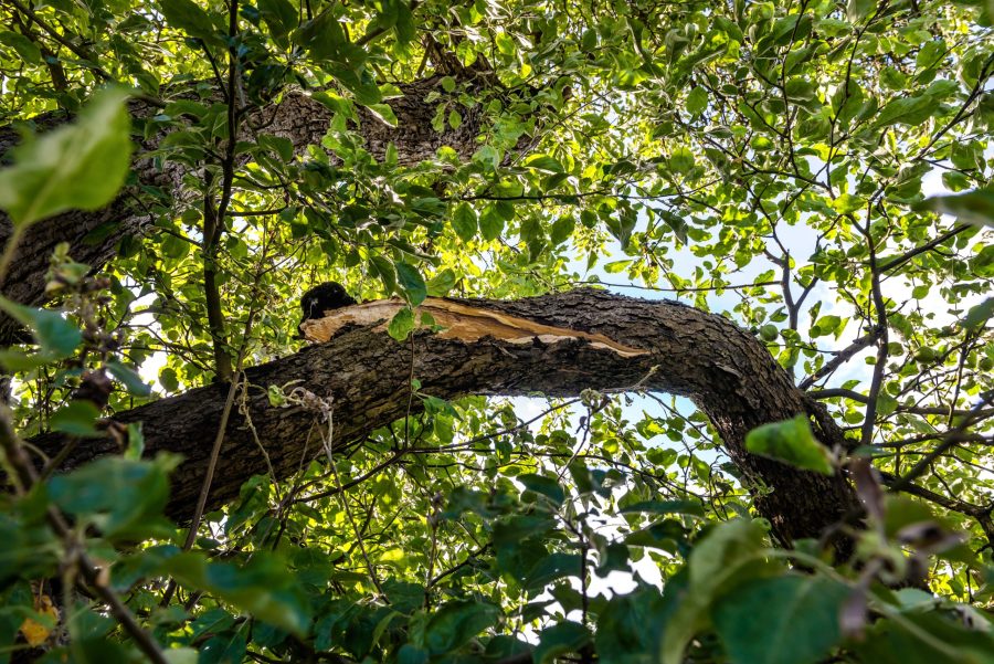 Property Tips For Tackling Troublesome Tree Branches